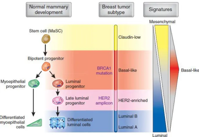 Figure 12: Model of the human mammary epithelial hierarchy linked with cancer subtypes (Prat A et  al, 2009) 