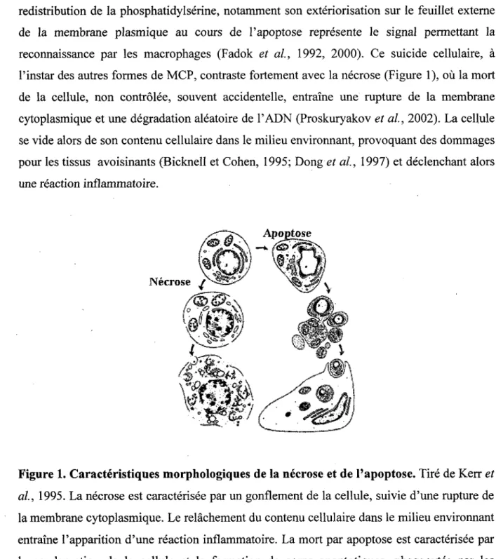 Figure 1. Caracteristiques morphologiques de la necrose et de l'apoptose. Tire de Kerr et 