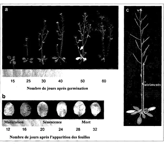 Figure 6. Observation de la senescence chez la plante A. thaliana. a) Senescence au 