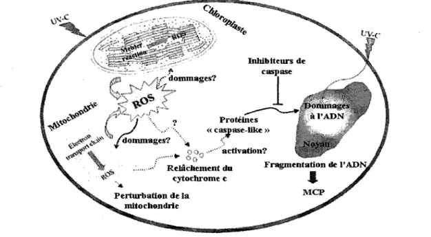 Figure 8. Modele hypothetique representant les voies de signalisation impliquees dans la  mise en place de la MCP chez les plantes suite a une exposition aux UV-C