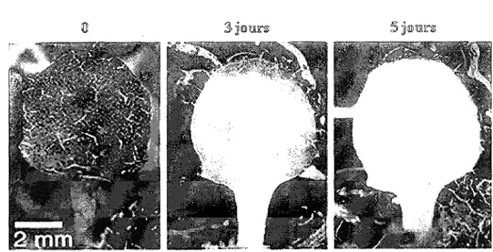 Figure 9. Phenotype d'une feuille d'A thaliana suite a l'expression du gene Bax. Tire de  Kawai-Yamada e^ al., 2001