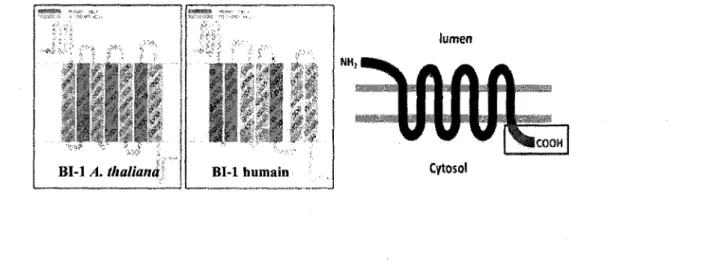 Figure 10. Structure predite des proteines BI-1 humaines et vegetales dans la  membrane du RE