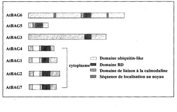 Figure 12. Structure des proteines BAG chez A. thaliana. Tire de Doukhanina et al., 2006