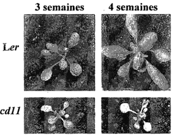 Figure 14. Phenotype du mutant acdll. Ler, Landsberg erecta. Adapte de Petersen et ah,  2008