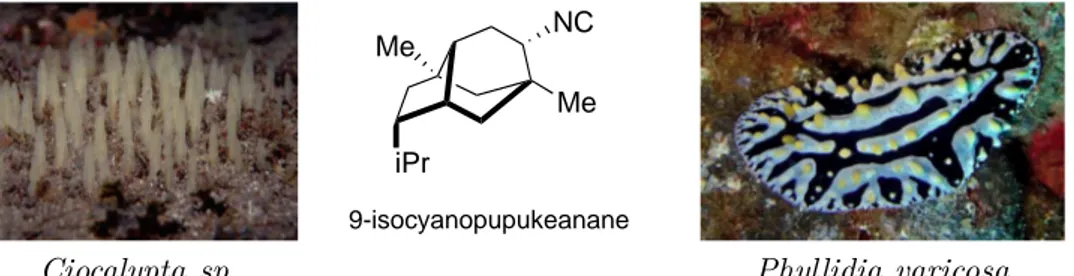 Figure 1.2 – Les isocyanopupukeananes comme protection pour des espèces marines. ©Photos : Keith Hiscock et Marty Snyderman.