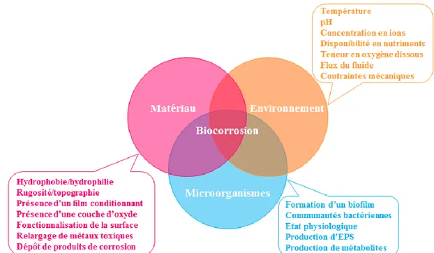 Figure  I-18    Interactions  entre  le  matériau,  l’environnement  et  les  microorganismes  conduisant à la biocorrosion