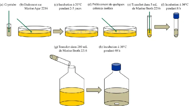 Figure II-1  Procédure de culture de Pseudoalteromonas NCIMB 2021. 