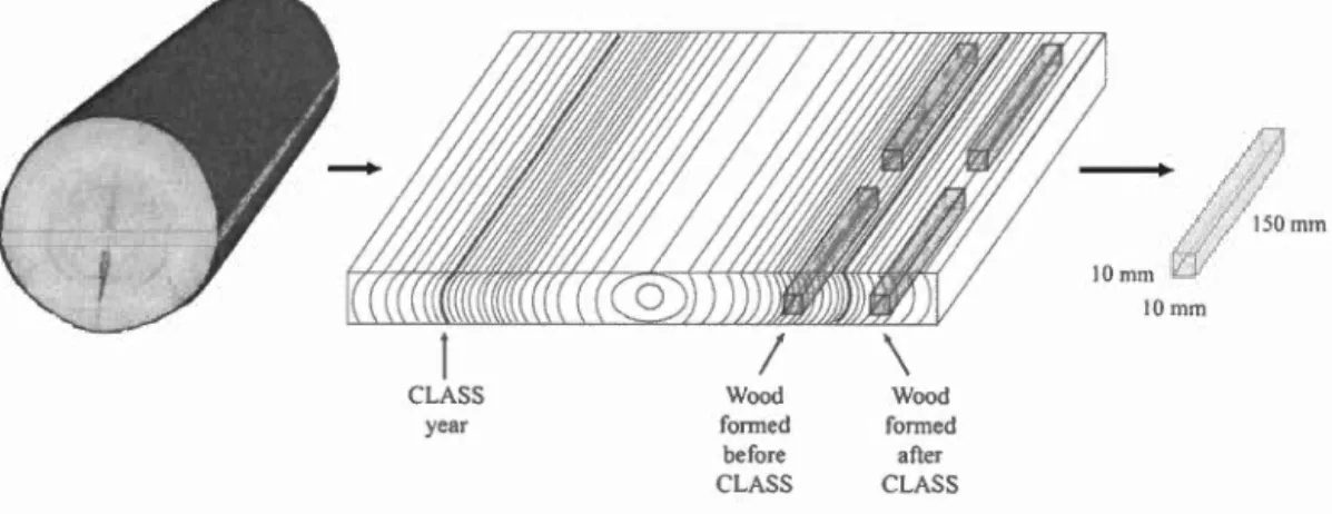 Figure 3.1  CLASS year  1 Wood formed be fore CLASS  \ W oo d fonne d aller CL ASS  - ~ 50  mm 10111111 !Omm 