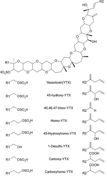 Figure 7. Structure chimique de quelques analogues de yessotoxines  Toxic_episodes_in_shellfish_produced_by_lipophilic_phycotoxins_An_overview   