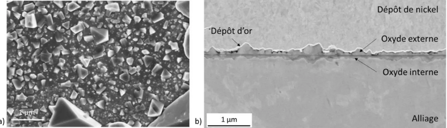 Figure 6 a) Micrographie MEB en surface d’un échantillon d’acier 316L oxydé 600h à 325°C, d’après 