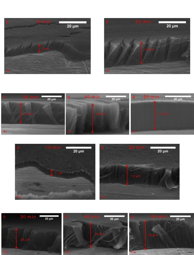 Figure 2.12: Cross-sectional SEM images of VACNTs carpets grown on Al and Cu substrates at different growth times.