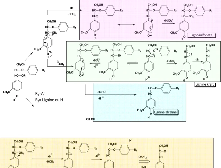 Figure I-11. Représentation schématique des modifications structurelles au cours de différentes cuissons