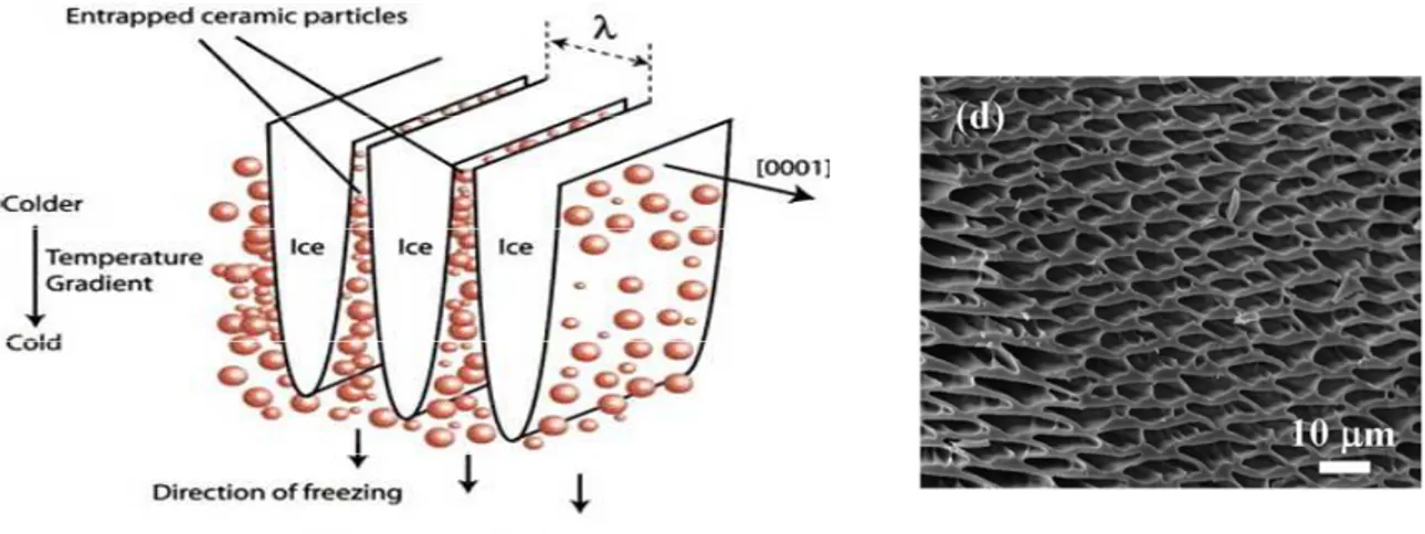 Figure 27 : A gauche, principe du freeze-casting 148 . A droite, exemple de matériau poreux à base de 