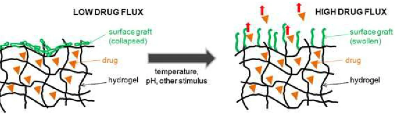 Figure 3:  Schematic  representation  of  a  new  hydrogel system  based  on  a  thermosensitive  switch  for on-off drug delivery, from [19]