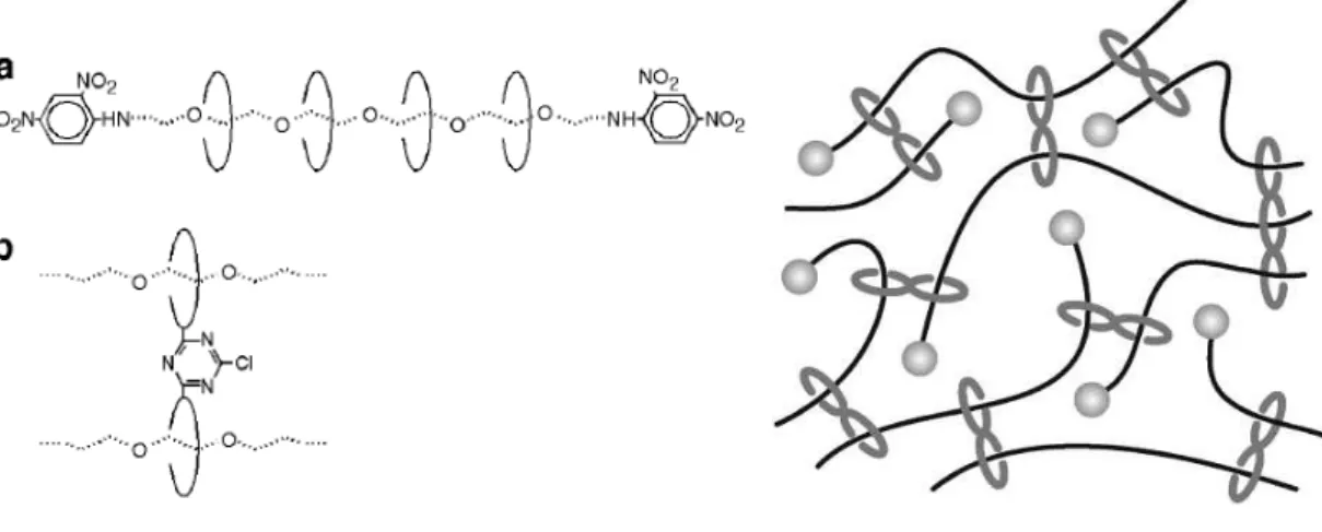 Figure 7: Left up: the polyrotaxane consisting of α-cyclodextrin and poly(ethylene glycol) and left  down:  the  figure  of  eight  cross-link:  covalently  cross-linked  cyclodextrins,  from  [42]