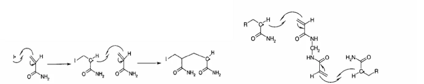 Figure 13 : Schéma réactionnel des différentes étapes de la réaction de polymérisation entre les  monomères d’acrylamide et de N,N’-méthylenebis(acrylamide) : réaction de l’initiateur, propagation  en chaîne et réticulation [58]