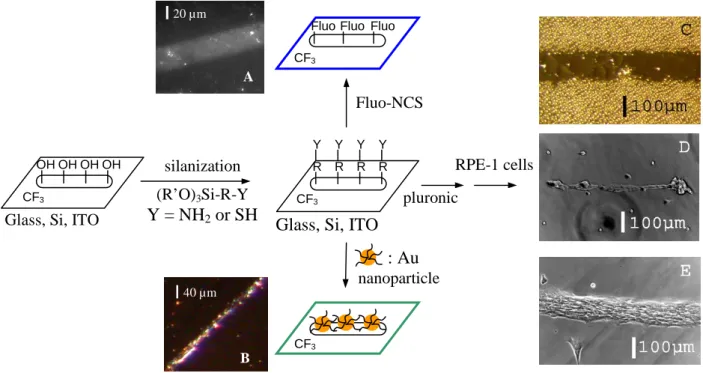 Figure 4. Selective post-functionalization of a locally reduced perfluorinated surface