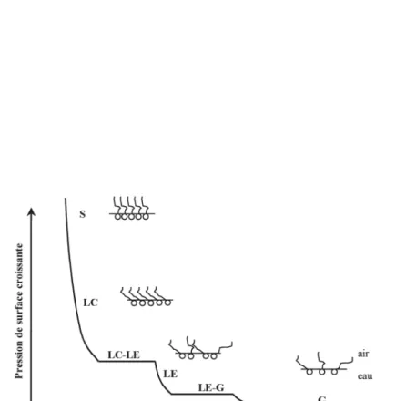 Figure 5.5 – Isotherme de compression typique d’un acide gras. En comprimant la monocouche, les molécules passent successivement d’un état gazeux (G) à une phase liquide expansé (LE) puis liquide condensé (LC).