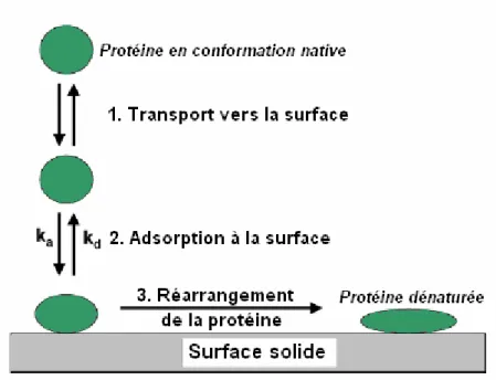 Figure 4 : Modèle simplifié de l’adsorption des protéines. Adapté de [24] 