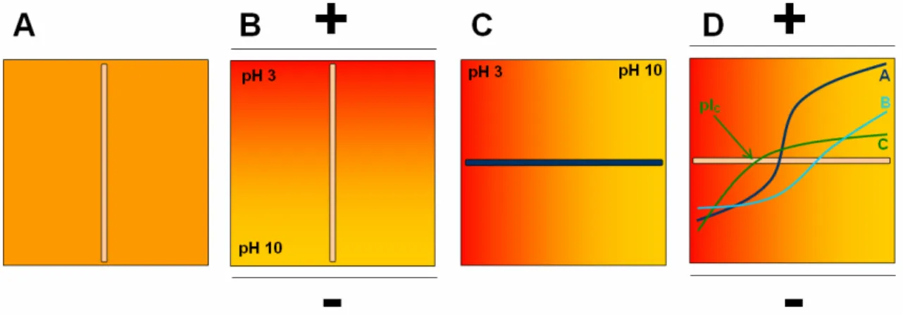 Figure 9: Principe de la séparation de 3 protéines par la technique de la courbe d’électrotitrage