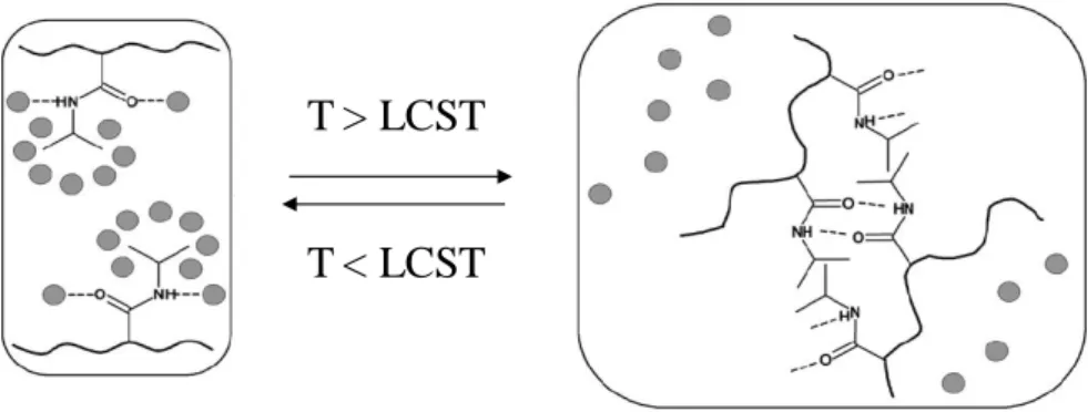 Figure  9 :  Représentation  schématique  de  la  transition  de  phase  du  PNIPAM.  D’après 