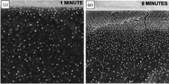 Figure 25 - Images MEB d'un front de séchage normal figé par un procédé cryogénique 