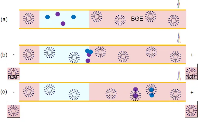 Figure I-5 : Schéma de principe de la préconcentration par sweeping avec des micelles anioniques