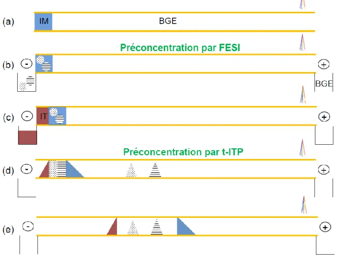 Figure  I-7 :  Schéma  de  principe  de  la  préconcentration  par  Electrokinetic  Supercharging