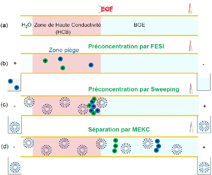 Figure I-8 : Schéma de principe de la préconcentration par FESI-Sweep-MEKC. (a) Conditionnement  du capillaire par le BGE (ne contenant pas de micelles, mais un solvant organique), puis par le HCB  (contenant  ni  micelles,  ni  solvant  organique)  et  en