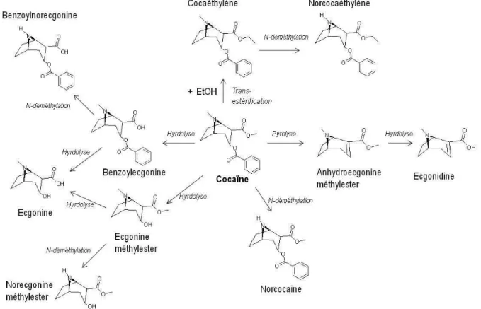 Figure I- 2 : Schéma des principales routes métaboliques de la cocaïne dans le corps humain  (adapté de [5])