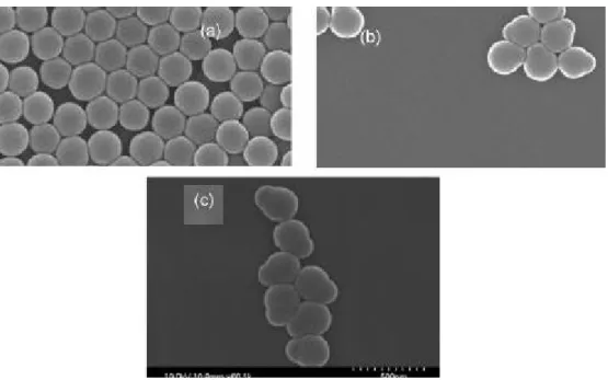 Fig. II.24 – Image MEB :(a) Particules de polystyr` ene r´ eticul´ ees avec 18% de Divinyle ben- ben-z` ene
