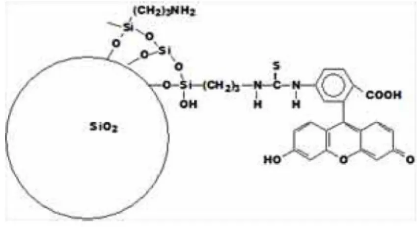 Fig. III.10 – Greffage de mol´ ecules fluorescentes sur une particule de silice.