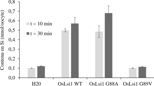 Figure  1  Activité  en  influx  des  transporteurs  OsLsi1  et  de  ses  mutants  mesurée  chez  les  oocytes de Xenopus laevis