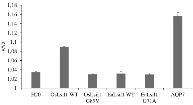 Figure 5 Test de perméabilité à l’eau chez différentes aquaporines. Pendant l’incubation des  oocytes  exprimant  les  différents  transporteurs  Lsi1  dans  l’eau  milliQ,  les  oocytes  ont  été  photographiés  pour  mesurer  leur  volume
