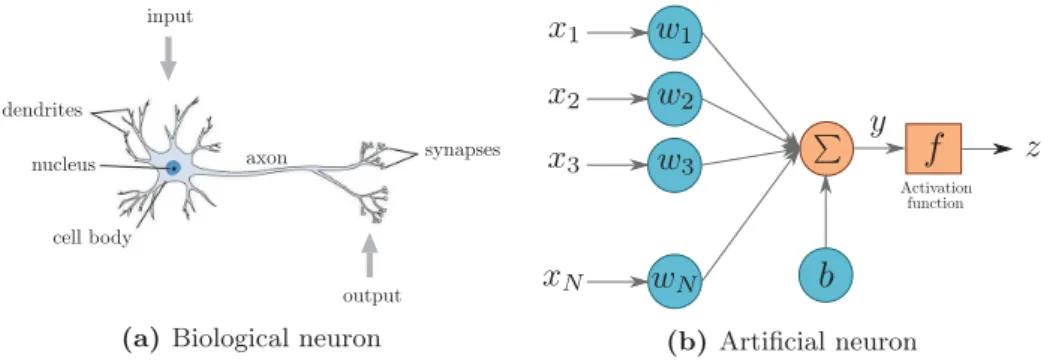 Figure 1.1. Model of a biological neural (a) and an artiﬁcial neuron, also called perceptron (b)