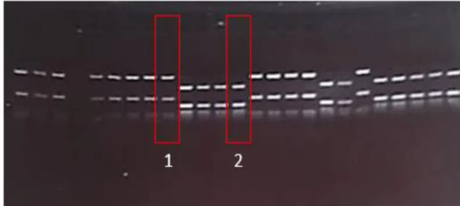 Figure 3 : Différenciation des juvéniles G.aculeatus (1) et des juvéniles G.wheatlandi  (2) sur gel d’agarose