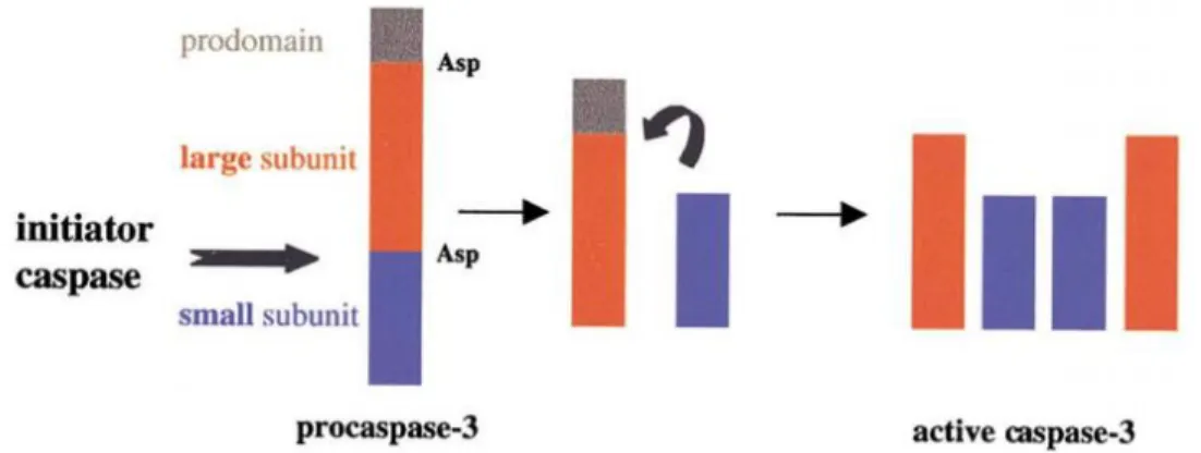 Figure 3. Activation of procaspase-3 by cleavage. Schematic processing of  caspases during activation