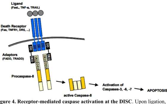 Figure 4. Receptor-mediated caspase activation at the DISC. Upon ligation,  the trimeric death receptor recruits adaptor molecules via its cytoplasmic death  domains (DD)