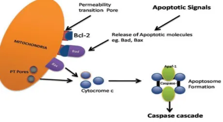 Figure 6. Intrinsic apoptosis pathway. Cytochrome c is a protein released from  the mitochondria that binds to Apaf-1 and procaspase-9, in order to form the  apoptosome, that then actives caspase-9 and effector caspases
