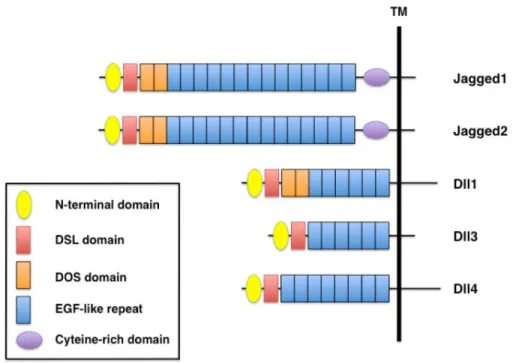 Figure  10.  Domain  organization  of  mammalian  Notch  ligands.  All  Notch  ligands have an N-terminal domain, a DSL (Delta/Serrate/LAG-2) domain and  EGF-like repeats