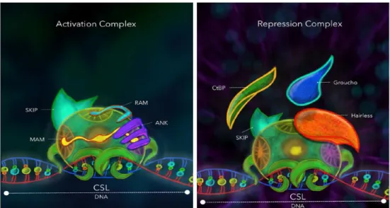 Figure 12. Comparative view of the repression and activation complexes.  Drosophila  melanogaster