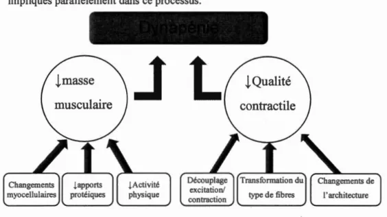 Figure 1.3- Étiologies de  la perte de force musculaire liée à l'âge 