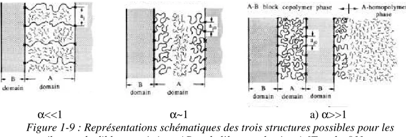 Figure 1-9 : Représentations schématiques des trois structures possibles pour les  mélanges de dibloc symétrique AB et de l’homopolymère A [Tanaka 91]