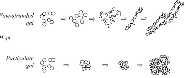 Figure I.16 : Gélification de β-lactoglobuline par traitement thermique : impact du pH sur la structuration 