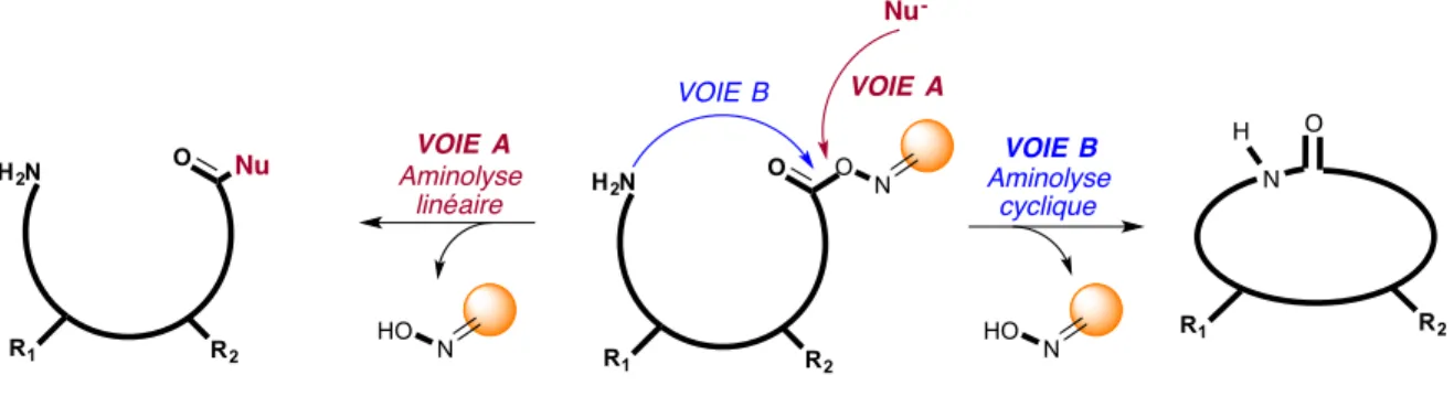 Figure i6 : Aminolyse linéaire ou cyclique sur résine oxime 