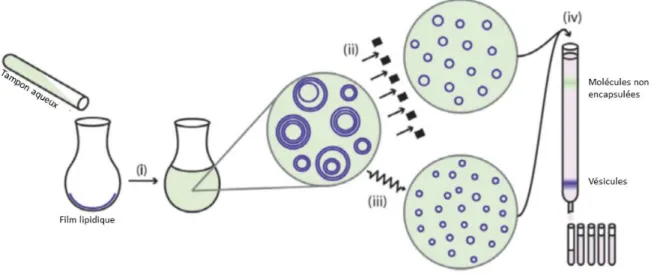 Figure 4 Illustration schématisant la fabrication des liposomes selon la technique de l'hydratation du film lipidique