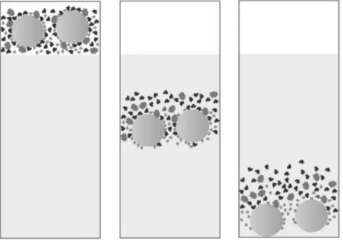 Figure 5 Illustration de la désorption des protéines de la  couronne à mesure que les nanoparticules se déplacent le long  de la colonne