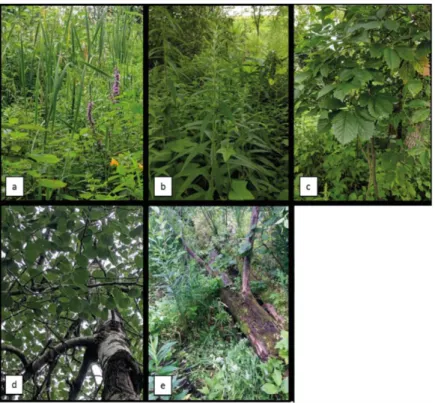 Figure 4: Aperçu du couvert végétal du méandre étudié. a) et b) Dense couvert végétal herbacé au centre du méandre
