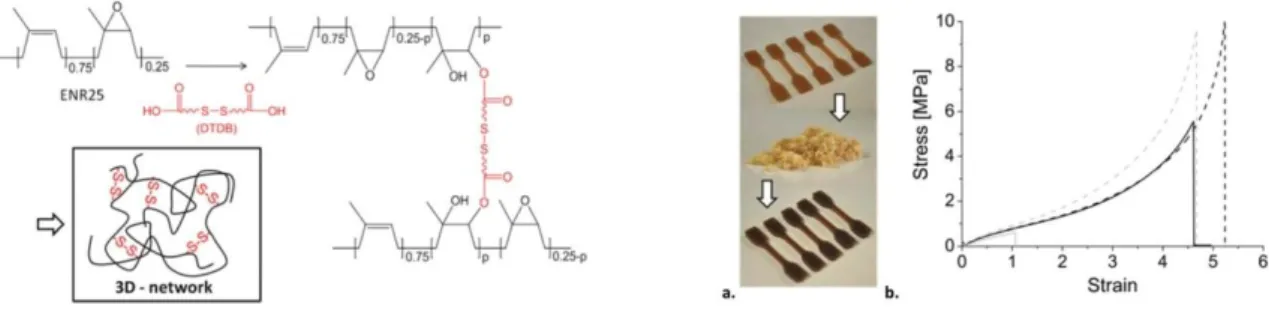 Figure  1.15.   Left  side:  Cross-linking  of  epoxidized  natural  rubber  by  dicarboxylic  acid  containing  disulfide 