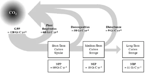 Figure 3.2 Absorption et réémission du carbone terrestre (tiré de Watson et al., 2000) 